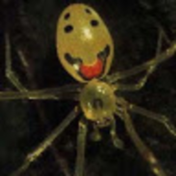 azdaspider